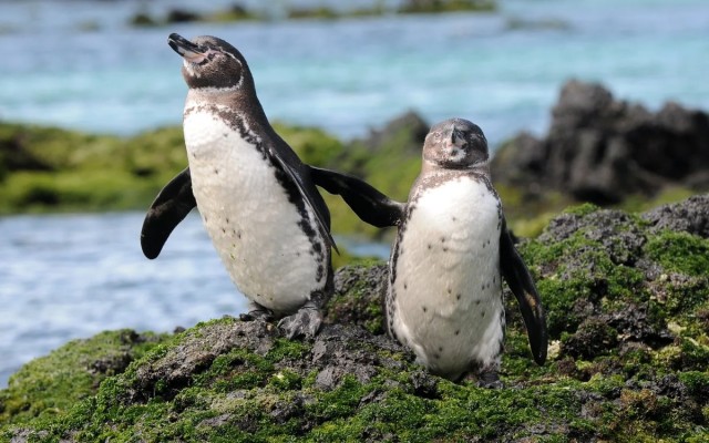 Эксперимент по переселению пингвинов на Северный полюс. Почему птицам не удалось обжиться в Арктике?