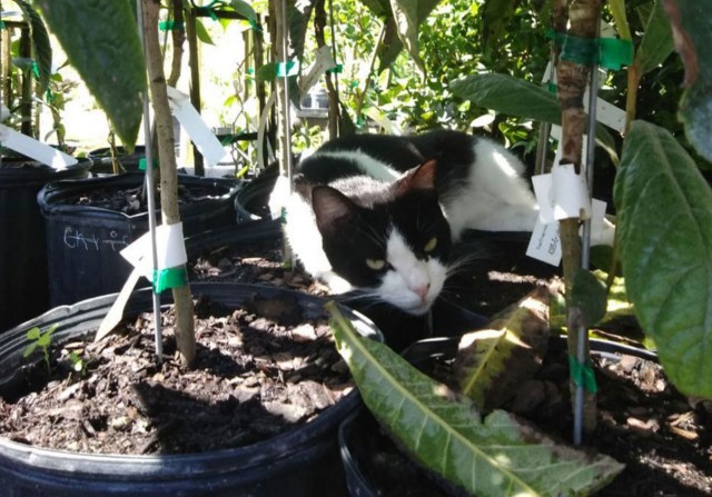Мой ботанический сад с котами