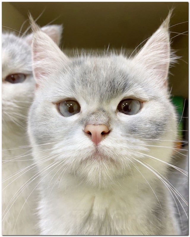 «Грязные» котики