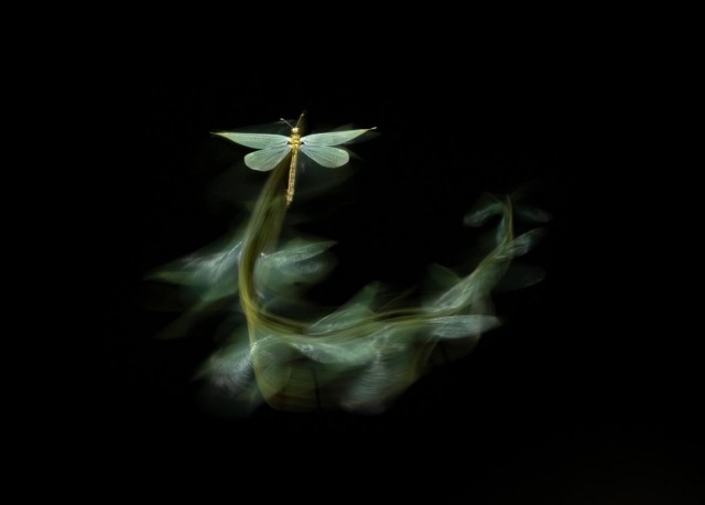 Объявлены победители конкурса фотографий дикой природы Nature Photographer of the Year 2024: полюбуйтесь на 20 лучших работ