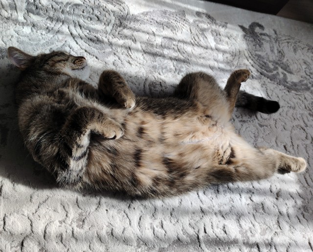 Спящий кот