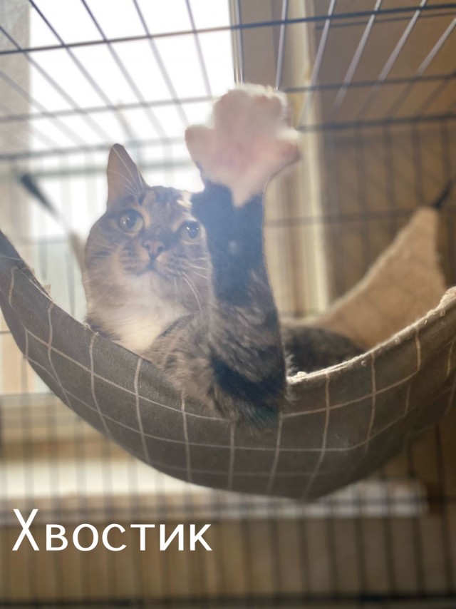 Жизнь домашнего приюта "Котоленд" 493