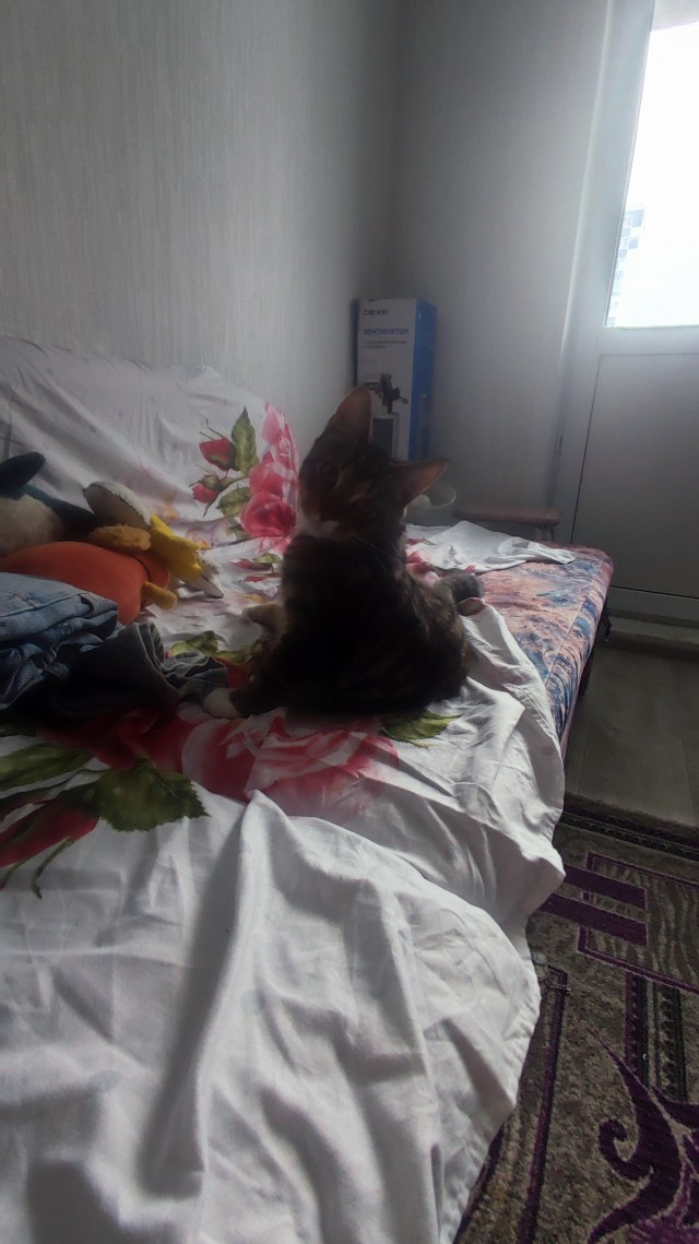 Хоть котовторник прошел ловите моего красавчика