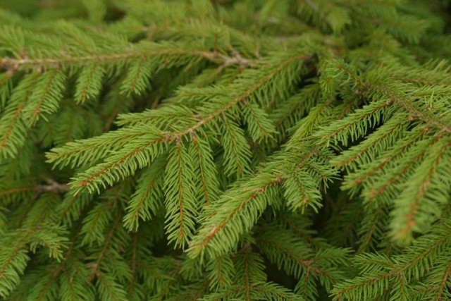 Ученые из Финляндии обнаружили залежи золота в хвое елей