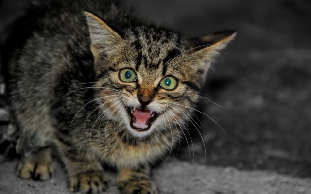 Утренний котовторник