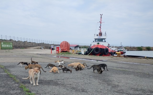 Уличные котики