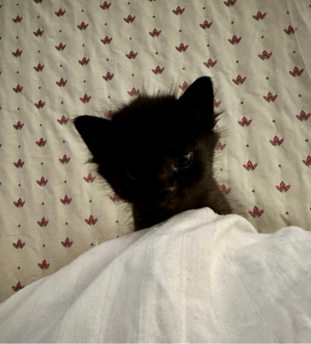 Котовторник же!