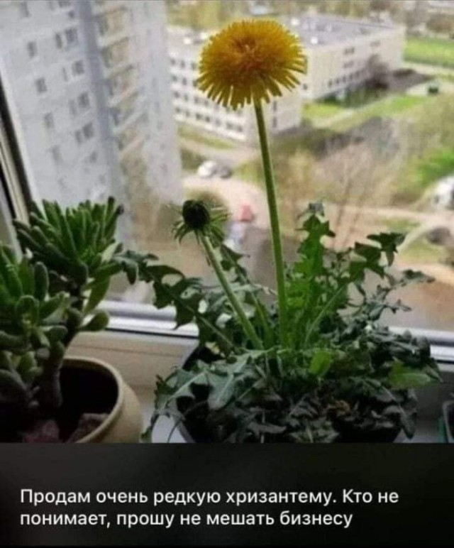 Картинки для деградации 243 (разной степени свежести)