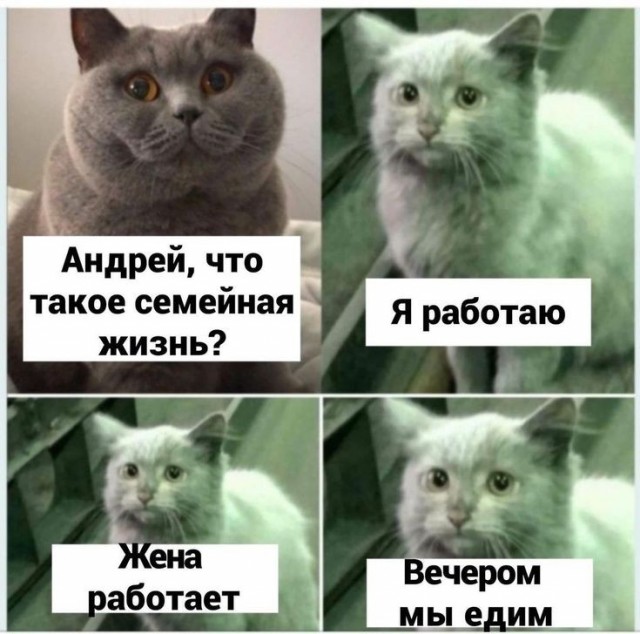 Крик души