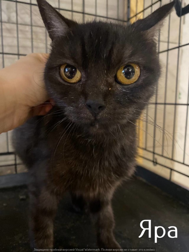 Жизнь домашнего приюта "Котоленд" 569