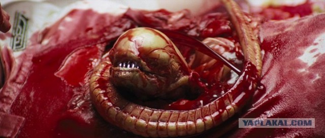 Органическая жизнь в кеге со свежим пивом.