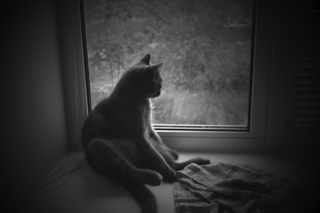 Котейка, который не знает как лежат котейки