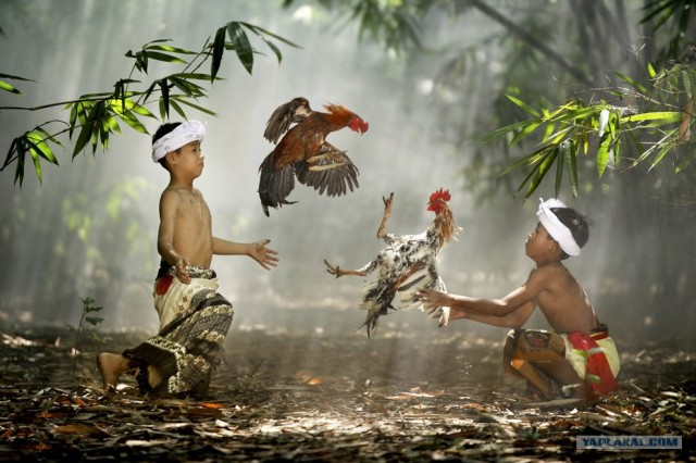 Конкурс фотографии National Geographic 2010