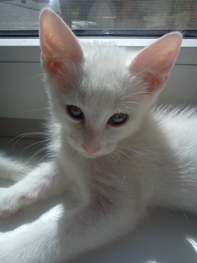 Котовторник 01.04.2014