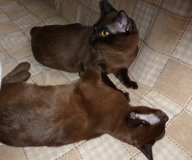 Котовторник  08.04.2014