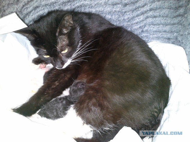 Новая жизнь