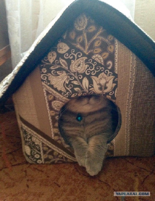Котовторник 09.06.2015