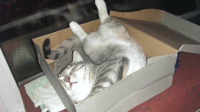 Когда в доме есть кот...