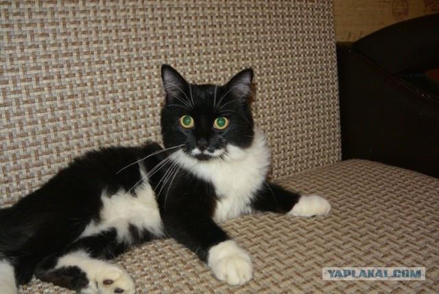 Котовторник 15-09-2015 !