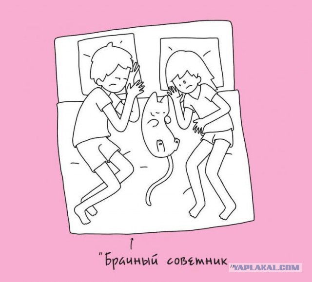 10 кошачьих поз для сна