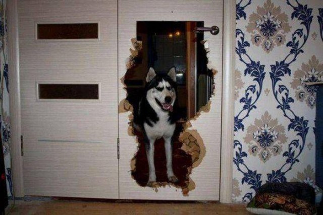 Прикольные картинки