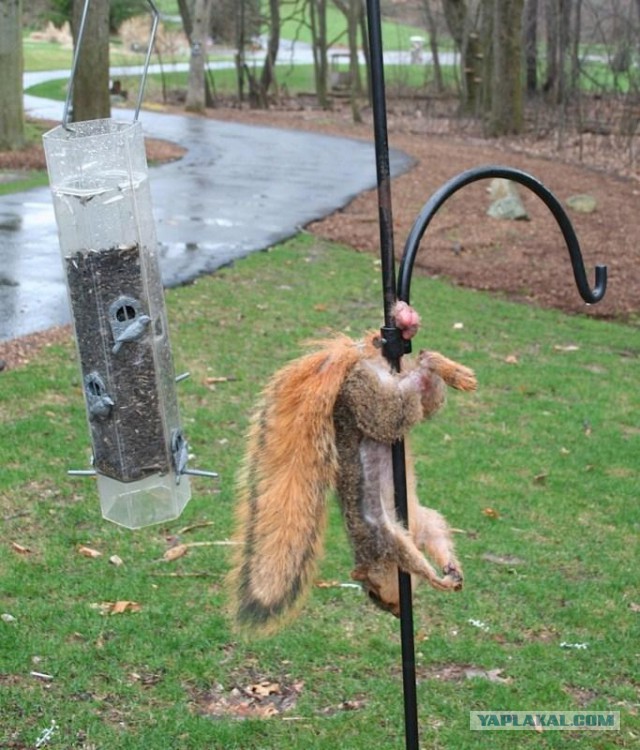 Как я за баней повесился