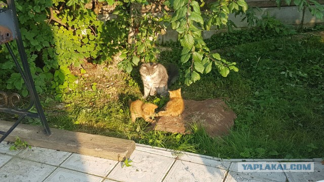 Котовторник 26.07 2016
