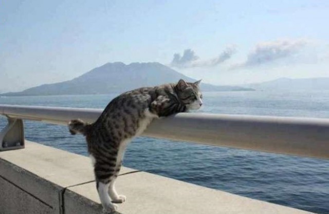 Морские котики