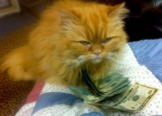 Коты из сети