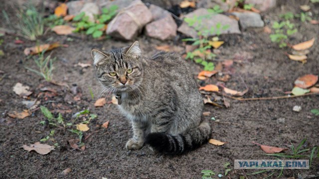 Котовторник 31.10.2017