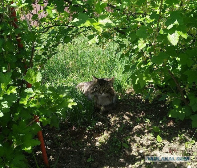 Предлагаю открыть котовторник 15.05 2018