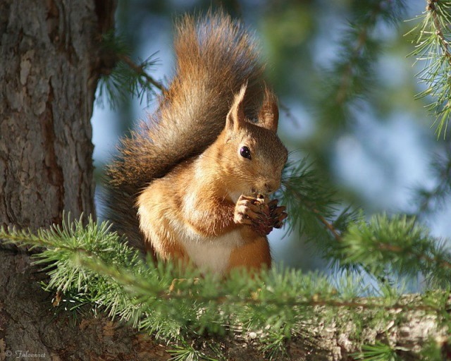 Живность из сети