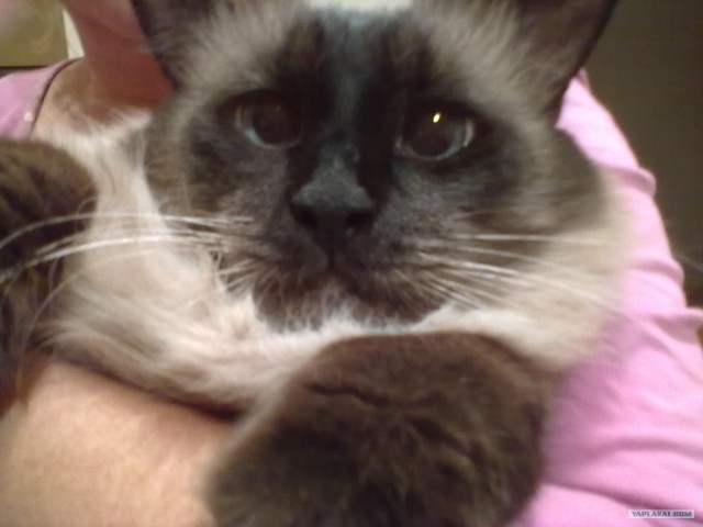 Котовторник (10.01.2012)