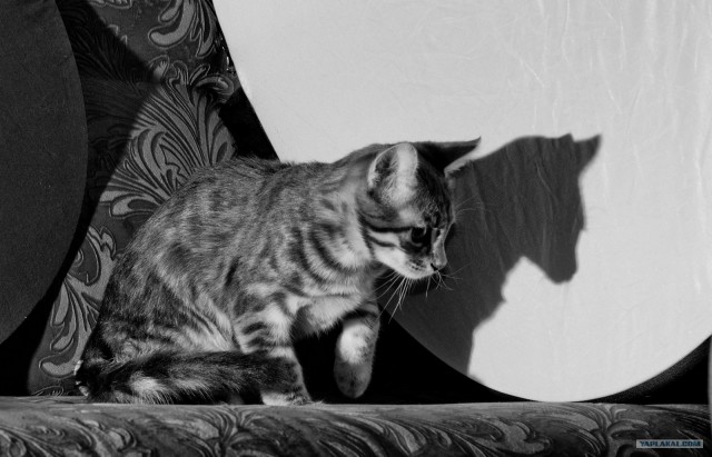 Котовторник (14.02.2012)
