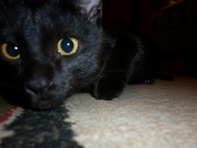 Котовторник 1 мая 2012