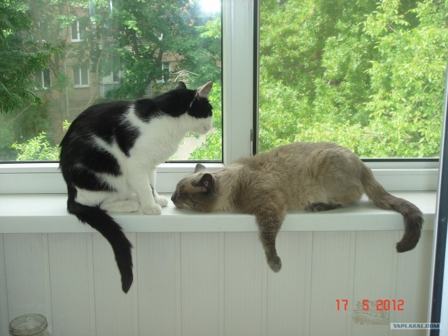Котовторник   5.06.2012