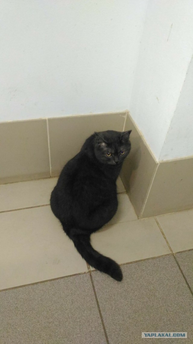 Котовторник от генерала мяу