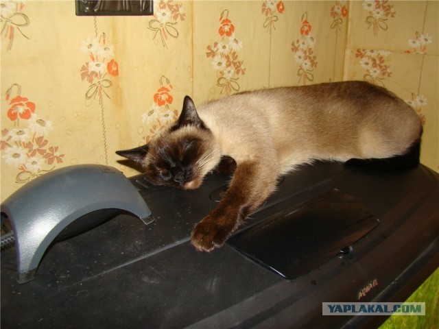 Что значит поза, в которой спит твоя кошка