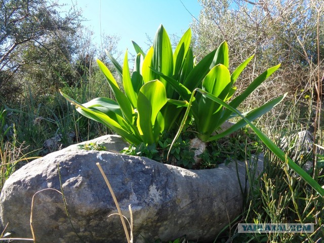 Лапша лугового флота свободного выгула