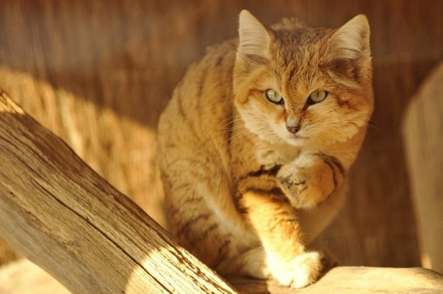 Даже будучи взрослыми, дикие Барханные кошки выглядят как котята