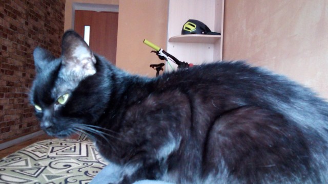 Котовторник. Добавляйте своих