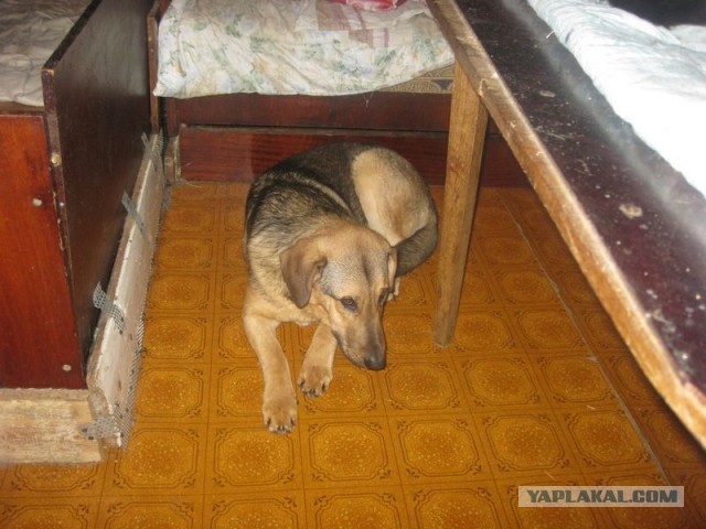 Жизнь домашнего приюта для котеек 330