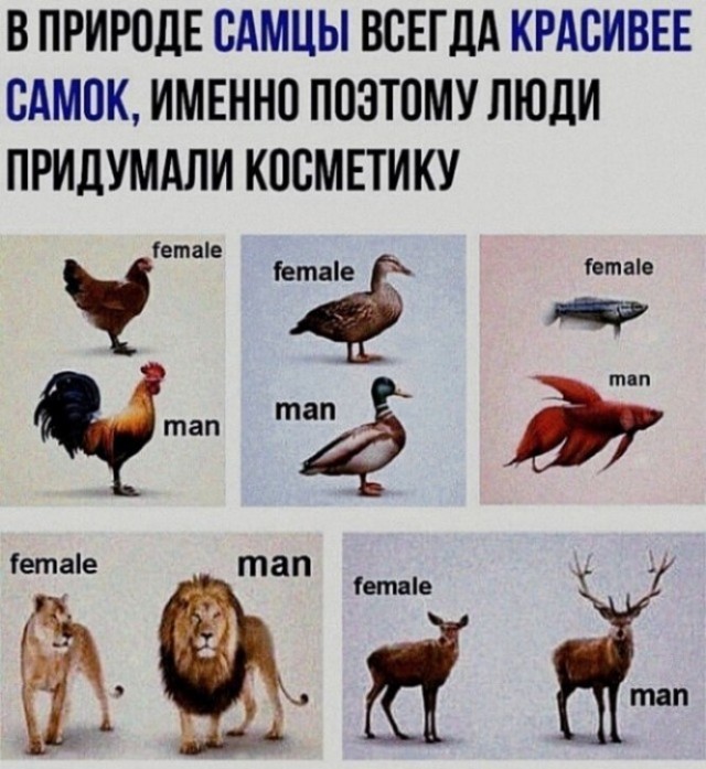 Баянисто-небаянистый юмор 7.04.22