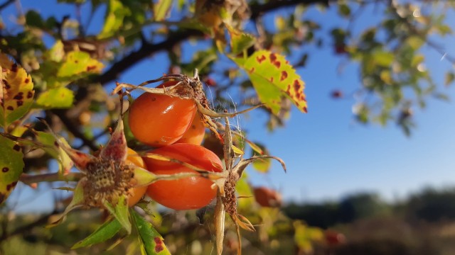 Поделимся красивыми фото с телефона?