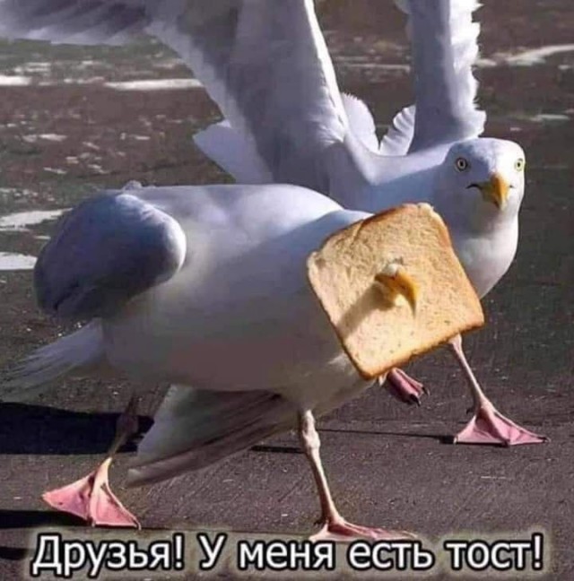 Народная меДИЧна 2012