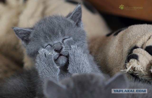 Котовторник 16.04.2013