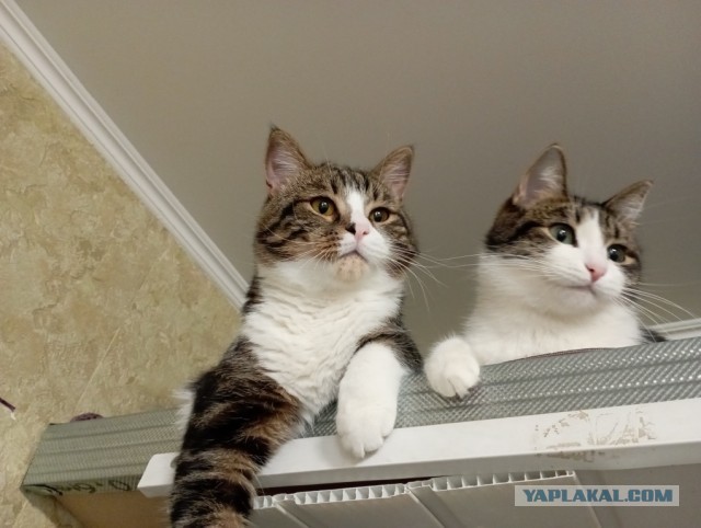 Купили как-то Нюше Барсика