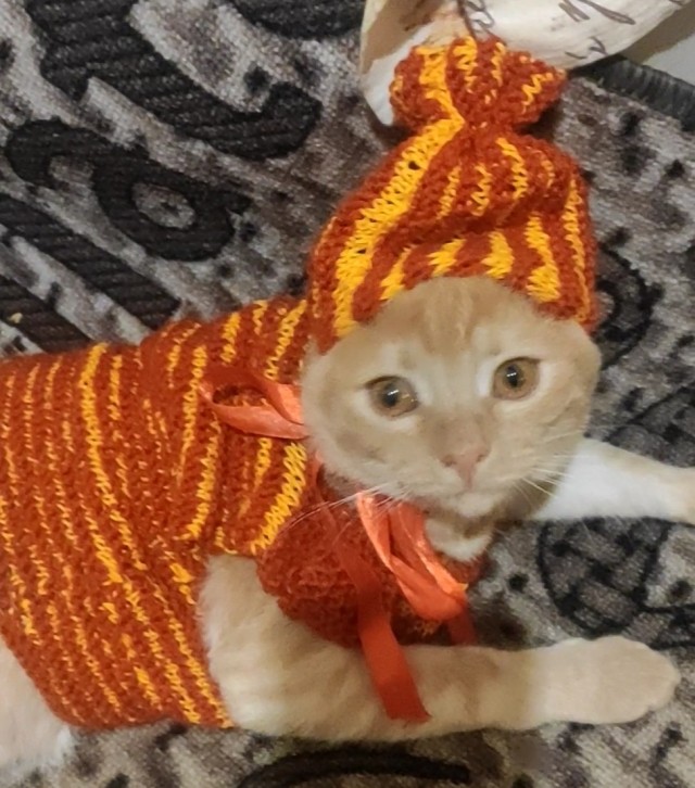 Котовторник 05/11/2024