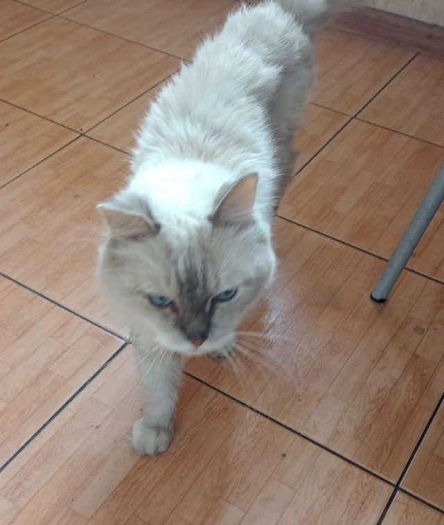 Феликс ушёл на радугу сегодня утром