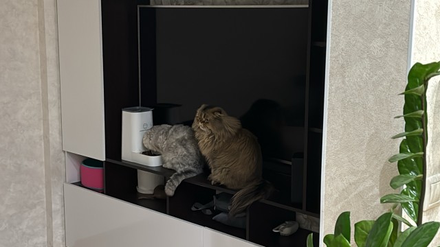 Котовторник же?!